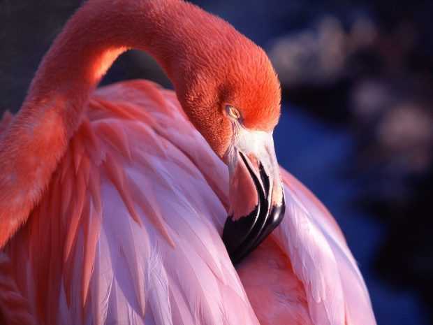 Flamingo Image HD.