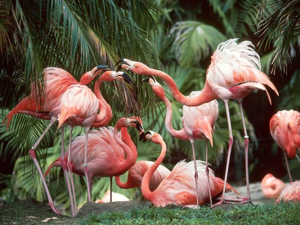 Flamingo Images HD.