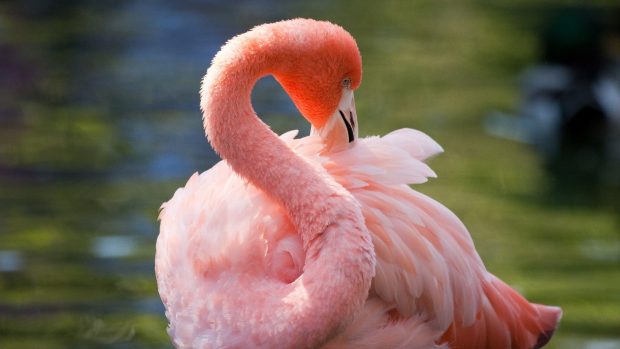 Flamingo Photos.