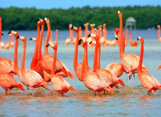 Flamingo Photos HD.