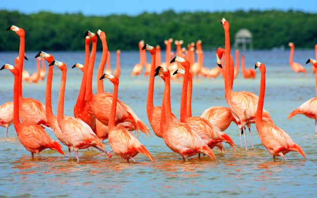 Flamingo Photos HD.