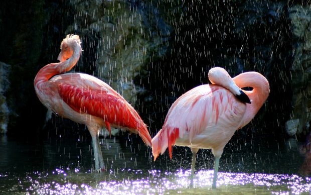 Flamingo Picture.