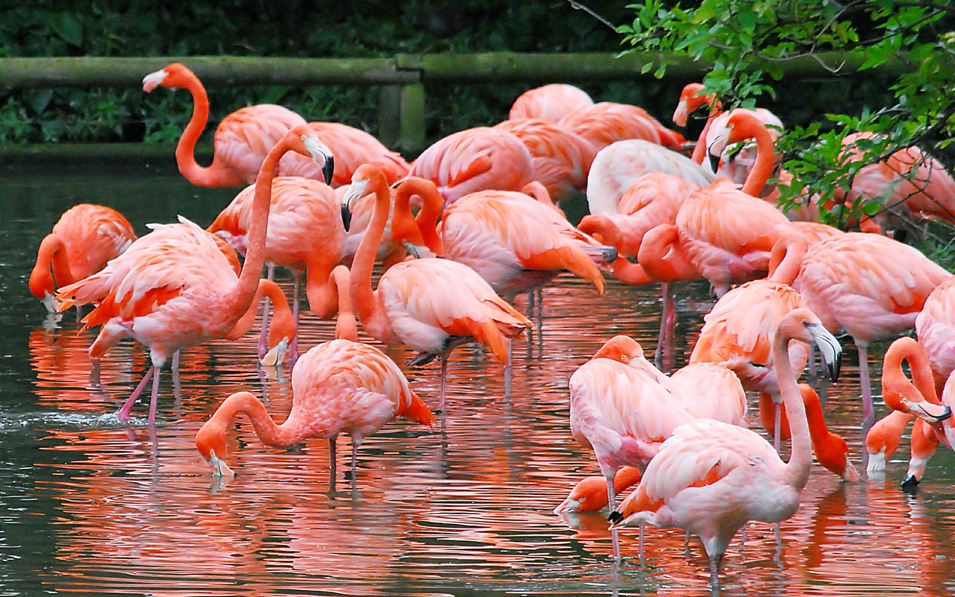 200 Flamingo HD Wallpapers and Backgrounds