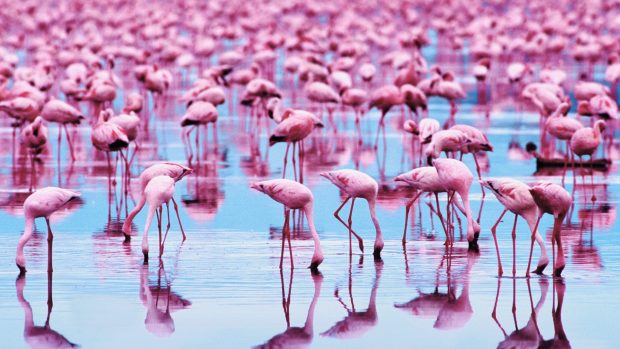 Flamingo Pictures.