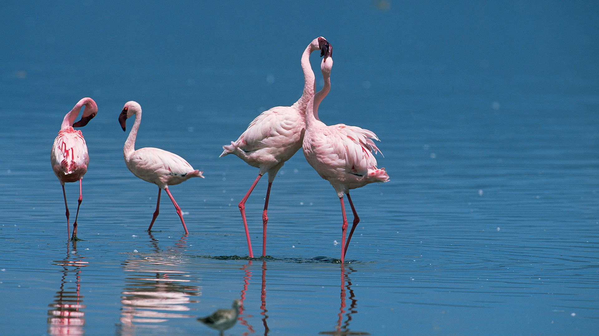 Фламинго интересная. Андский Фламинго. Обыкновенный Фламинго. Окрас Фламинго. Фламинго на Каспии.