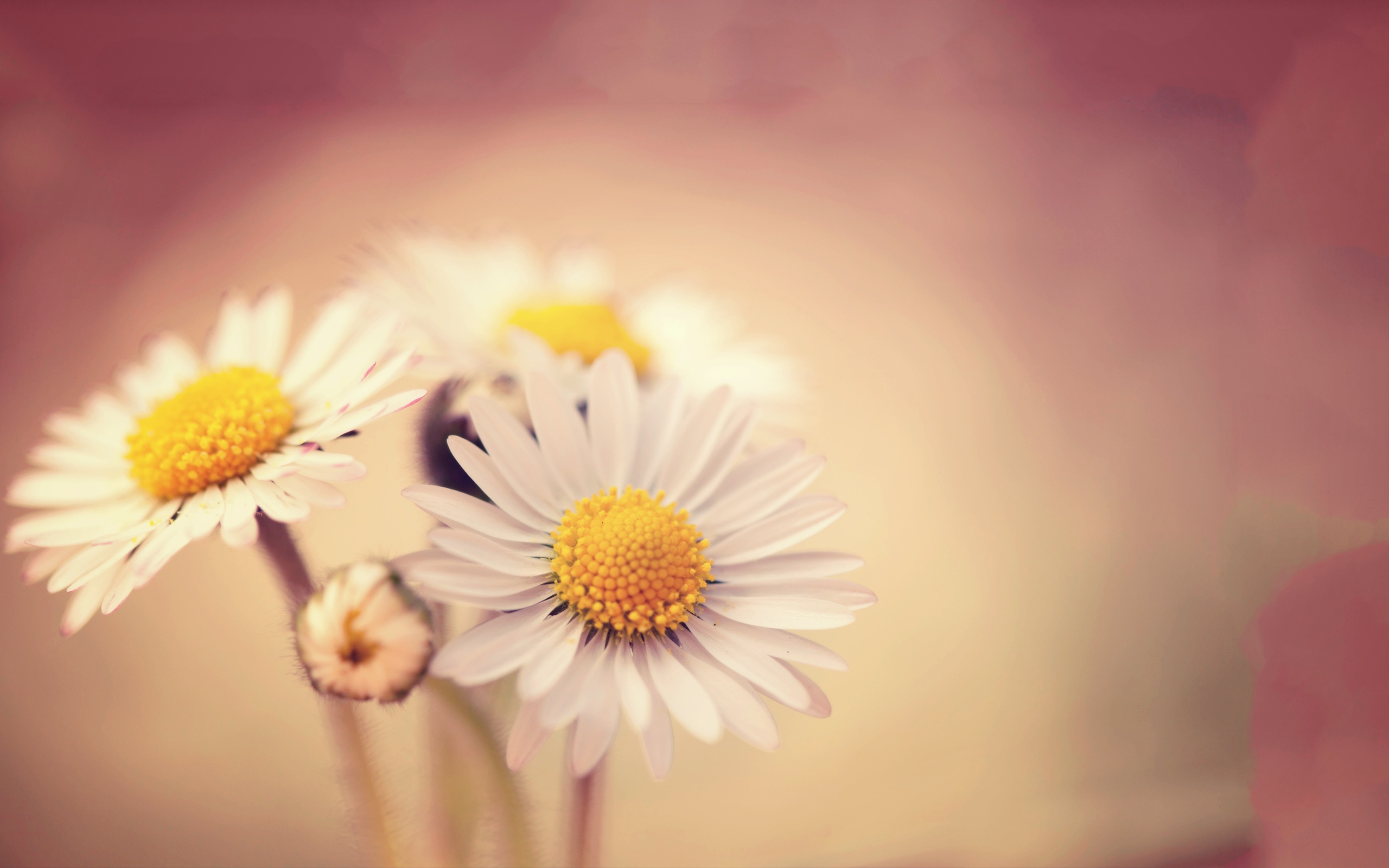 Flower Backgrounds Free