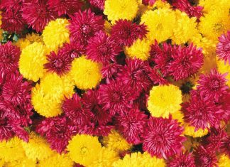 Flower Backgrounds Images Download.