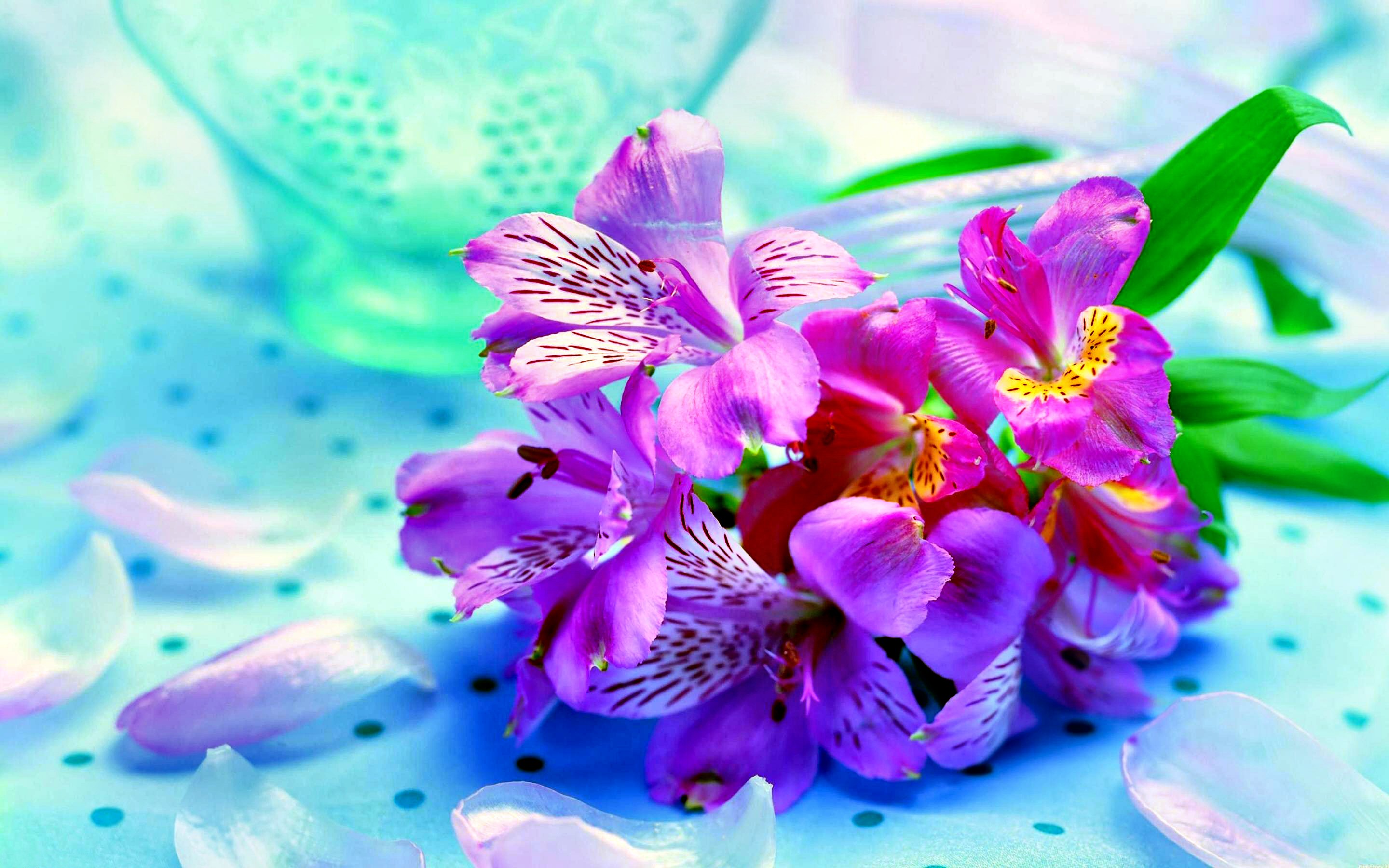 50 Beautiful Free HD Flower Wallpapers  DesignMaz