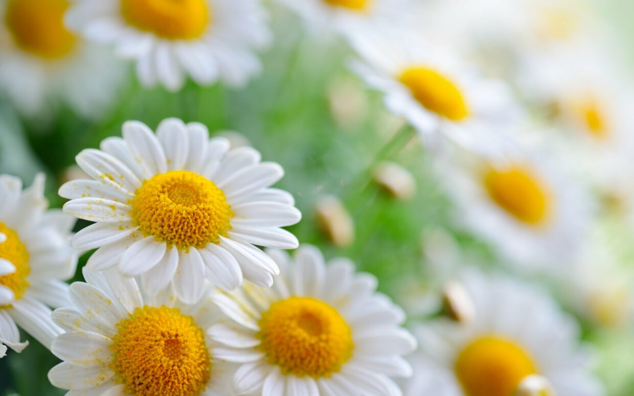 Flower Wallpapers HD - PixelsTalk