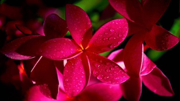 Flower Wallpapers HD Backgrounds Download.