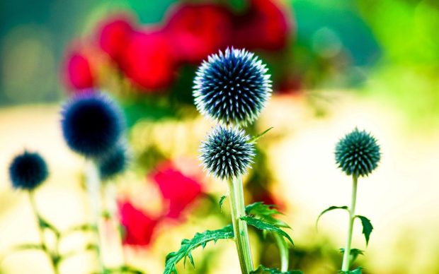 Flower flower bright leaves blur bokeh background wallpaper widescreen.