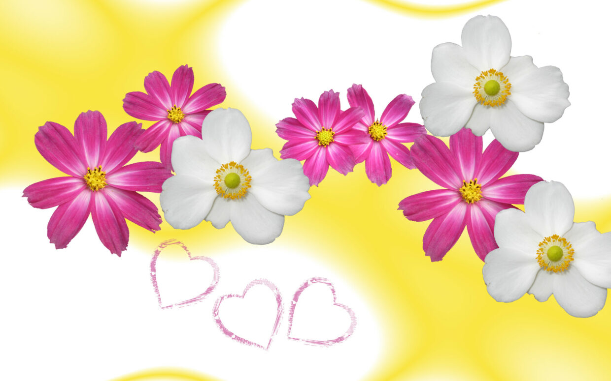 HD Wallpaper Flower - PixelsTalk