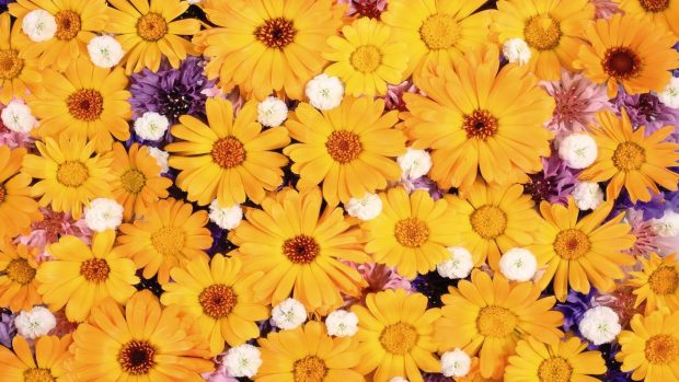 Flowers Daisy Wallpapers HD.