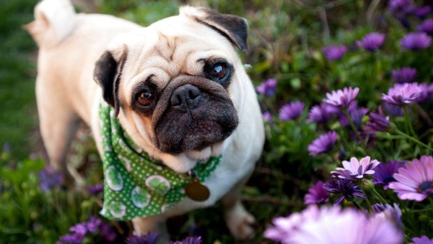 Flowers HD Pug Wallpapers.