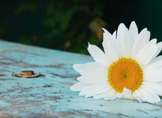 Flowers white daisy wallpapers 1920x1080.