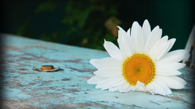 Flowers white daisy wallpapers 1920x1080.