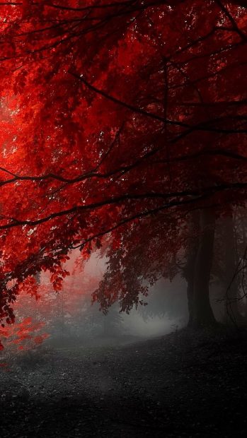Foggy red tree nature mobile 1080x1920 Wallpaper.