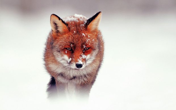 Fox Wallpapers HD Free Download.