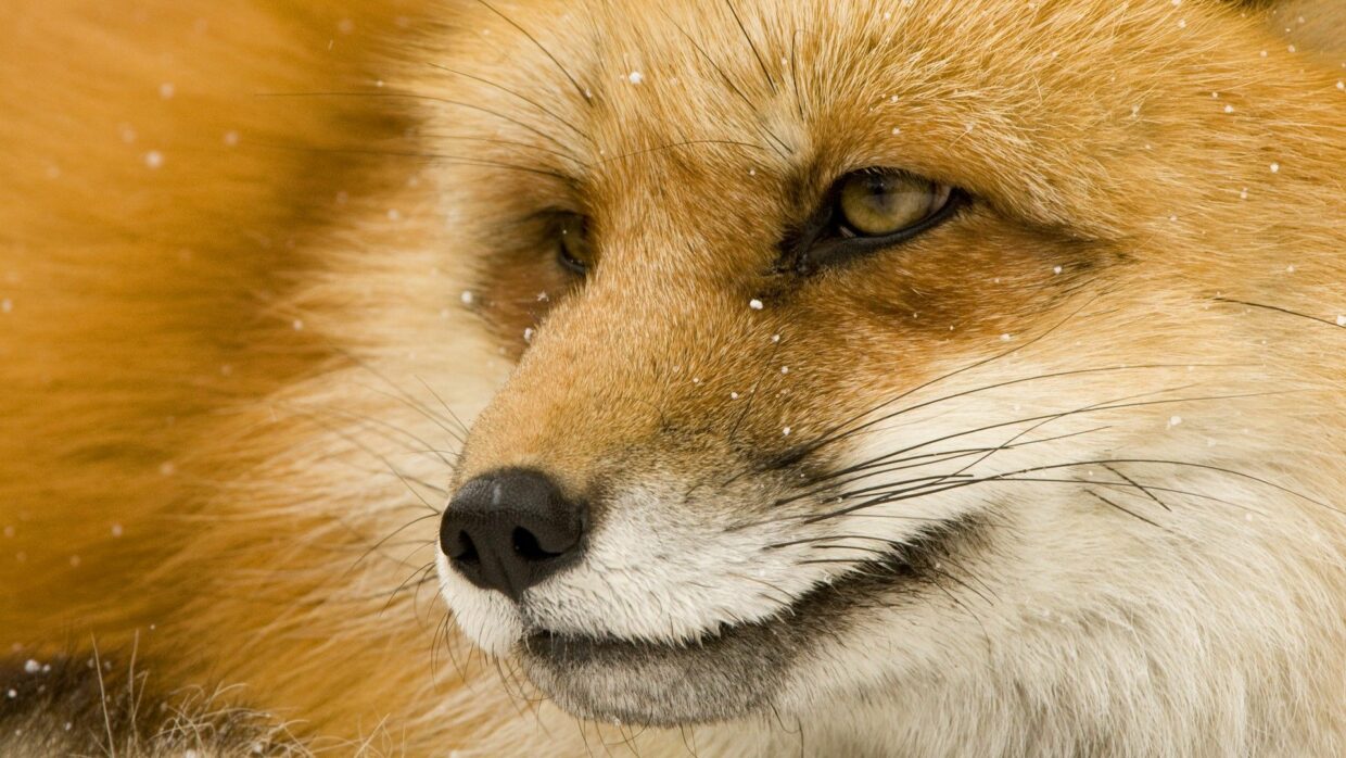 Fox Wallpapers For Desktop - PixelsTalk