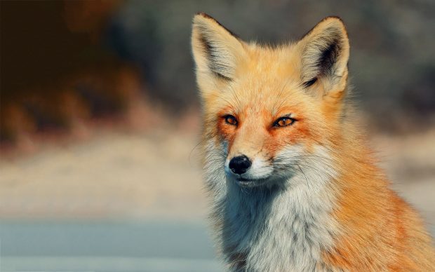 Fox eyes wallpaper background hd wallpapers.