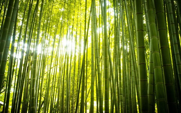 Free Desktop Bamboo Backgrounds.