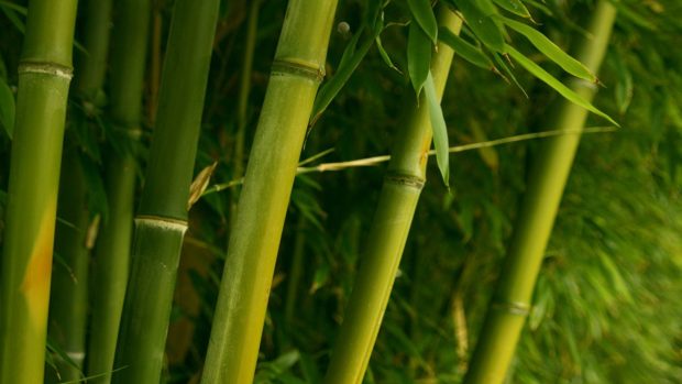 Free Desktop Bamboo Wallpaper HD.