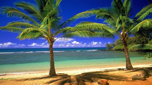 Free Desktop Beach Palm Tree Wallpapers.