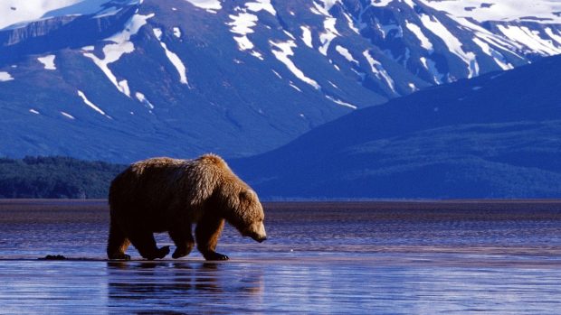 Free Desktop Bear Wallpapers HD.