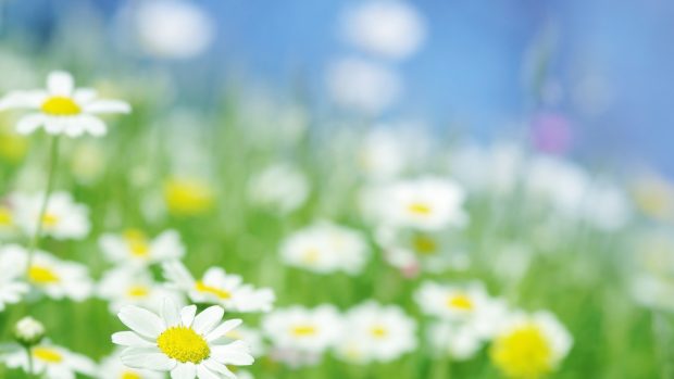 Free Desktop Daisy HD Wallpapers.