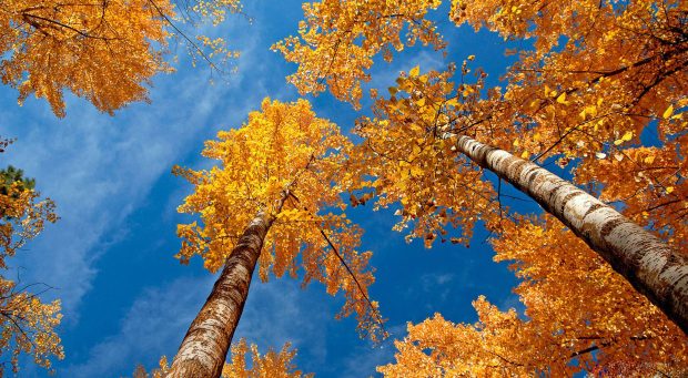 Free Desktop Download Best HD Wallpapers.