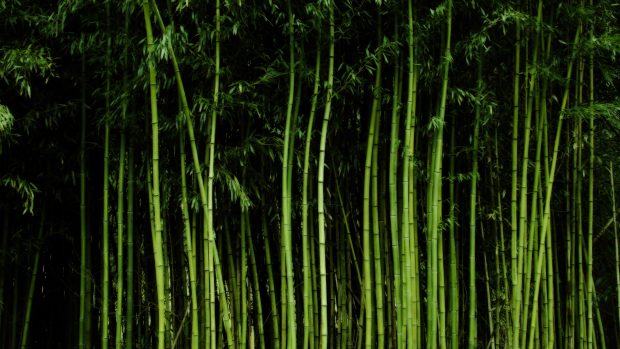 Free Desktop HD Bamboo Backgrounds.