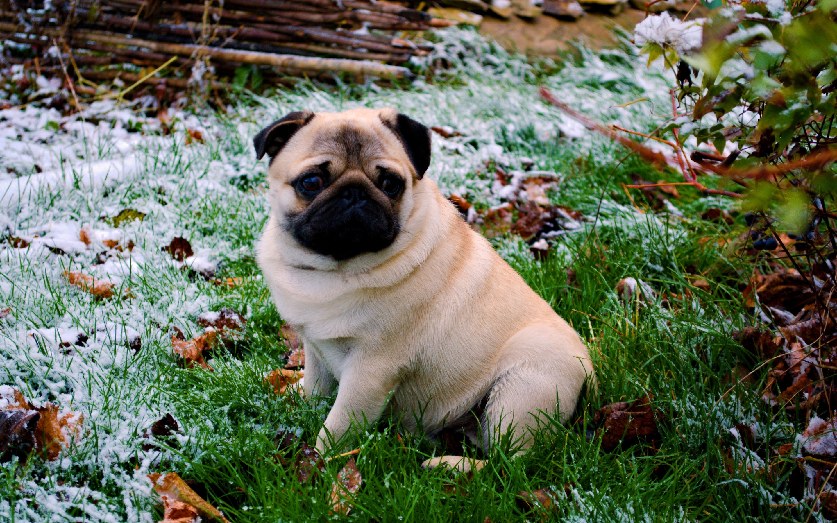 Free HD Pug Wallpapers