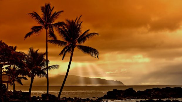 Free Desktop Palm Tree HD Wallpapers.