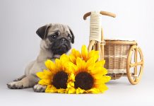 Free Desktop Pug Wallpapers Download.