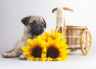 Free Desktop Pug Wallpapers Download.