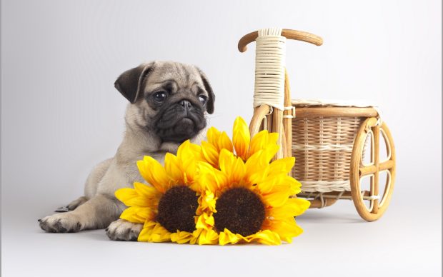 Free Desktop Pug Wallpapers Download.