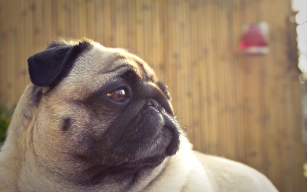 Free Desktop Pug Wallpapers HD.