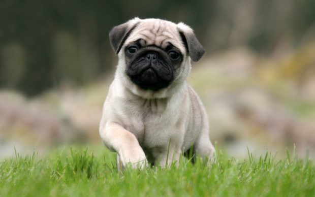 Free Desktop Pug Wallpapers Photos.