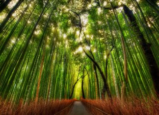 Free Download Bamboo Wallpaper HD.