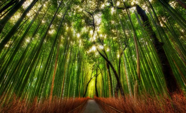 Free Download Bamboo Wallpaper HD.