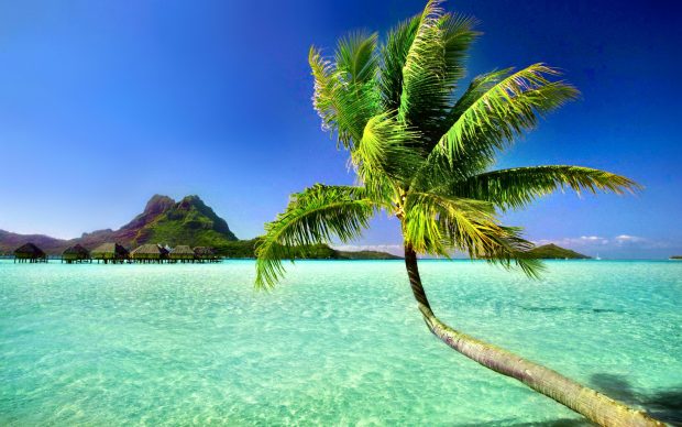 Free Download Beach Palm Tree Wallpapers.