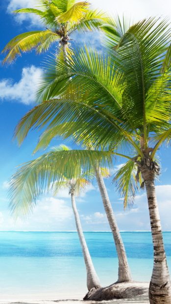 Caribbean sea and coconut palms