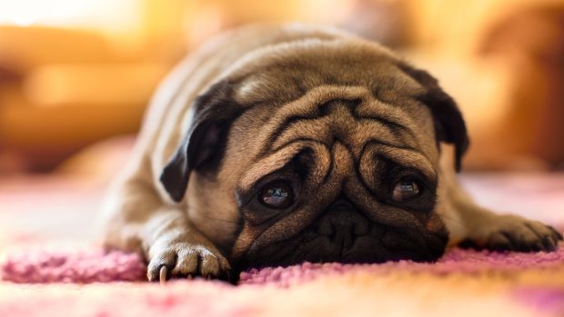 Free Download Cute Pug Backgrounds.