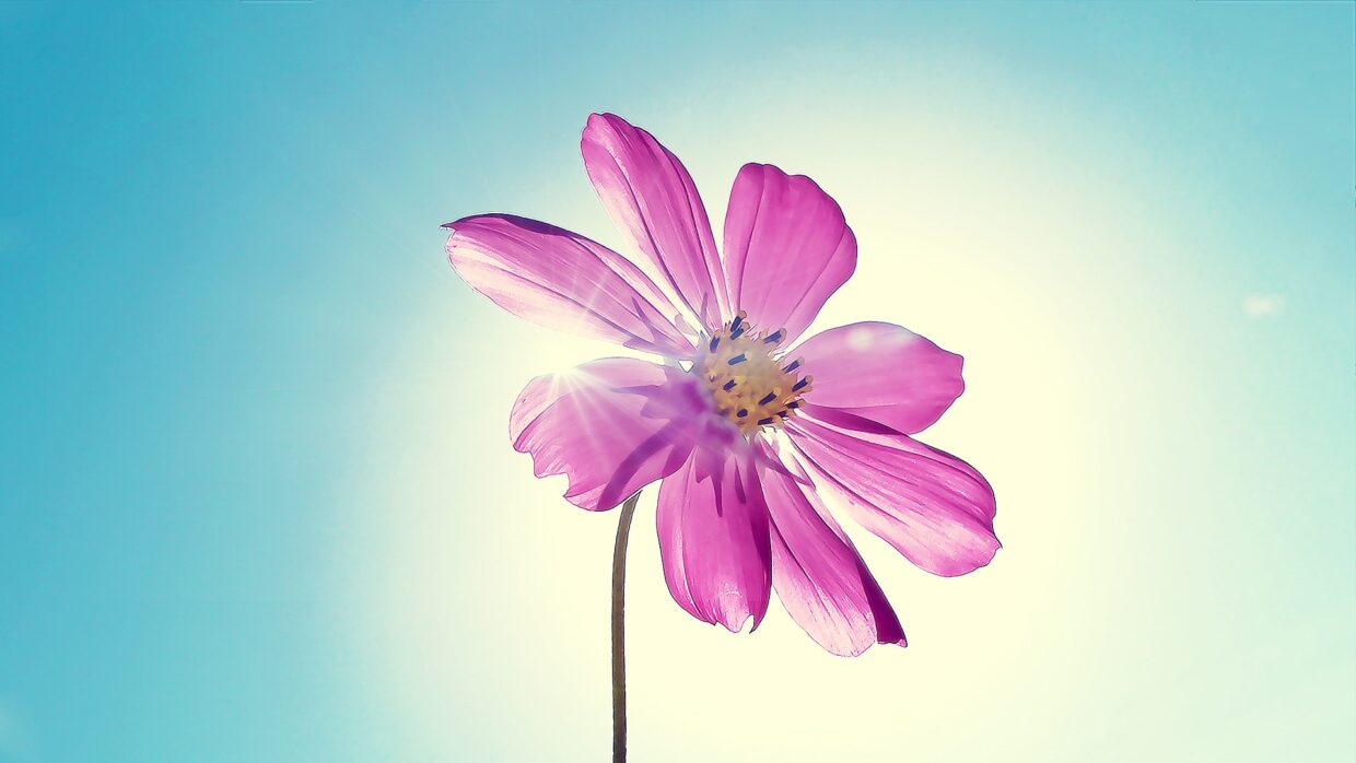 Desktop Flower HD Wallpapers - PixelsTalk