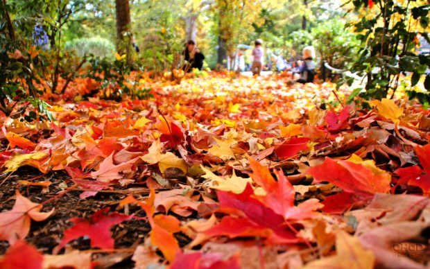 Free Download Fall Foliage Image.