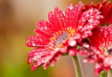 Free Download Flower Wallpapers HD.