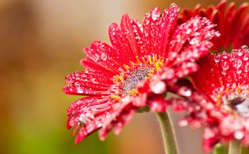 Free Download Flower Wallpapers HD.