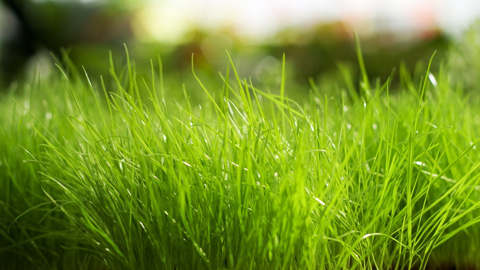 Grass Wallpapers HD 