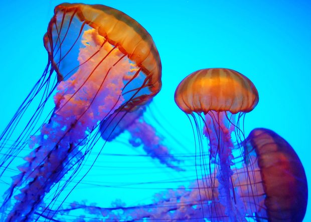 Free Download Jellyfish Background.