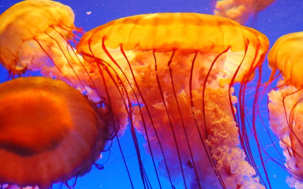 Free Download Jellyfish Image.